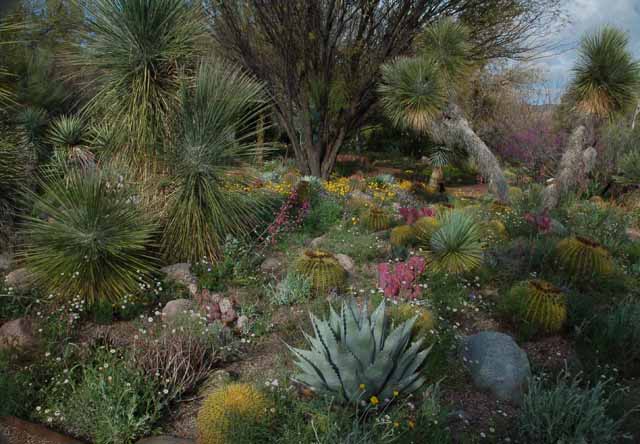 spring in the arboretum